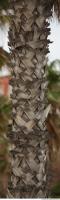 photo texture of palm bark 0016